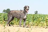 DEERHOUND 002